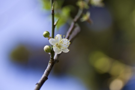 close view of bloom white plum blossomの写真素材
