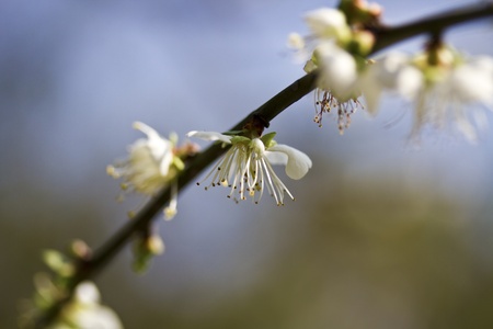 close view of bloom white plum blossomの写真素材