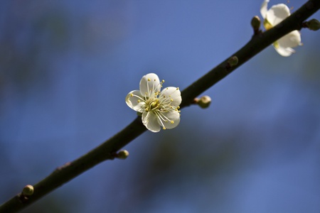 close view of bloom white plum blossomの写真素材