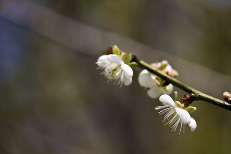 close view of bloom white plum blossomの写真素材