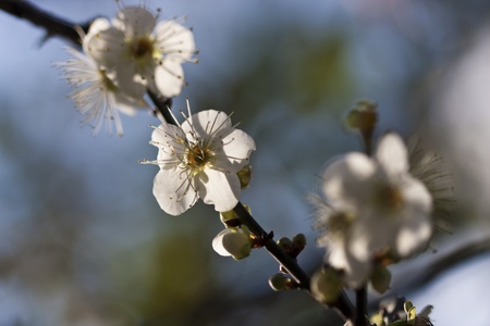 close view of bloom white plum blossomの写真素材