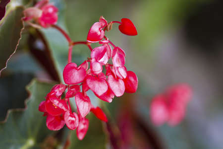 close view of colorful flower in parkの写真素材