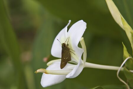 butter attract honey on white flowerの写真素材