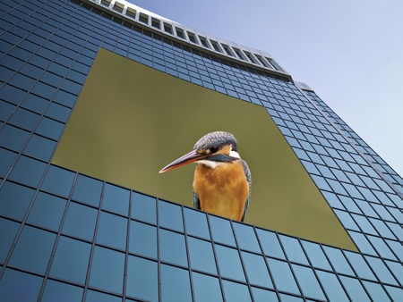 modern glass skyscraper exterior with bird in cityの写真素材