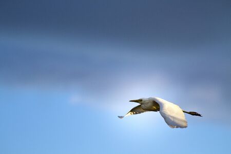 Intermediate Egret in flight against cloudy sky,Egretta intermediaの写真素材