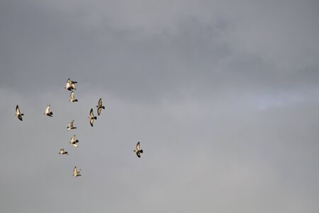 a group of flying birds in cloudy skyの写真素材