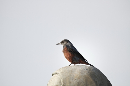male Blue Rock-Thrush in natural habitat,Monticola solitariusの写真素材