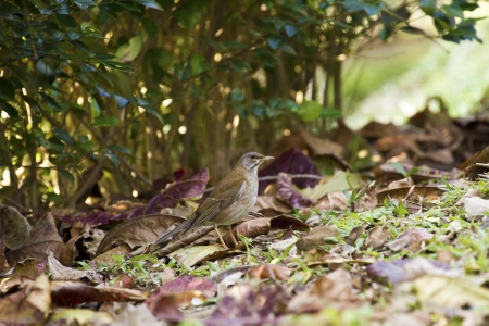 Pale Thrush in natural habitat,Turdus pallidusの写真素材