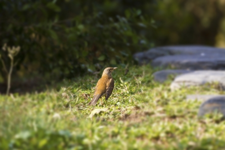 Pale Thrush in natural habitat,Turdus pallidusの写真素材