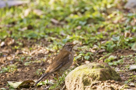 Pale Thrush in natural habitat,Turdus pallidus