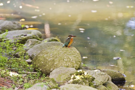 common kingfisher perch on branch in natural habitat,Alcedo atthisの写真素材