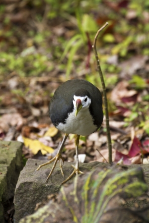 White-breasted Waterhen in natural habitat,Amaurornis phoenicurusの写真素材
