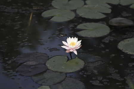 bloom white lotus in natural habitat