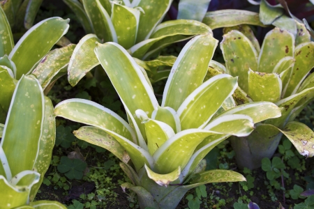 detail of pineappleの写真素材