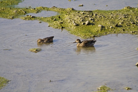 Eurasian Teal in natural habitat,Anas crecca