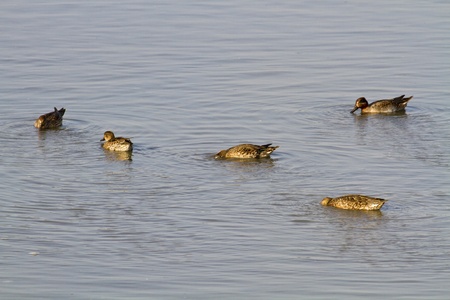 Eurasian Teal in natural habitat,Anas creccaの写真素材