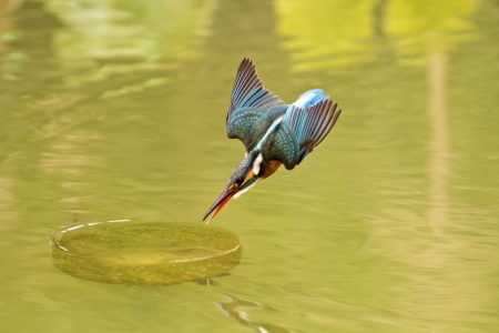 common kingfisher catch fish in flight in natural habitat,Alcedo atthisの写真素材