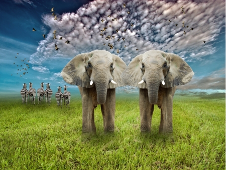 two elephant and zebras in broad grass field