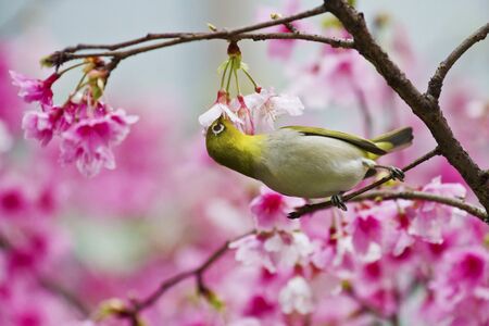 Japanese White-eye attract honey on cerry blossom tree branch,Zosterops japonicusの写真素材