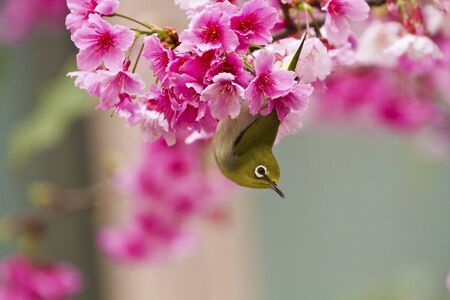 Japanese White-eye attract honey on cerry blossom tree branch,Zosterops japonicusの写真素材