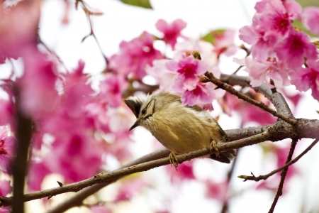 Taiwan Yuhina attract honey of pink cherry blossoms tree in forest ,Yuhina brunneicepsの写真素材