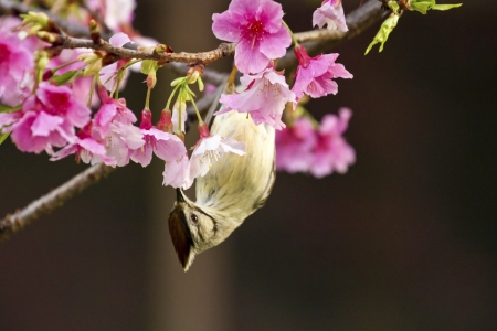 Taiwan Yuhina attract honey of pink cherry blossoms tree in forest ,Yuhina brunneiceps