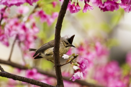 Taiwan Yuhina attract honey of pink cherry blossoms tree in forest ,Yuhina brunneicepsの写真素材
