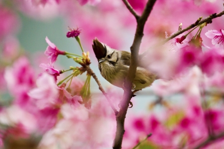Taiwan Yuhina attract honey of pink cherry blossoms tree in forest ,Yuhina brunneicepsの写真素材