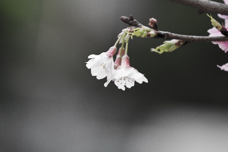 beautiful background of pink cerry blossomsの写真素材
