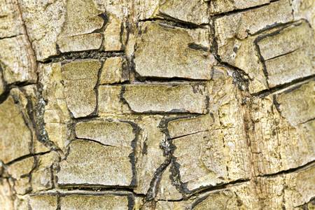 Abstract background of old rustic stripped boards