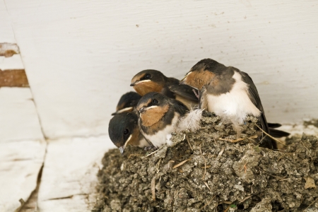 Feed me! Demanding swallow chicks begging for foodの写真素材