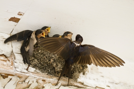 Feed me  Demanding swallow chicks begging for foodの写真素材