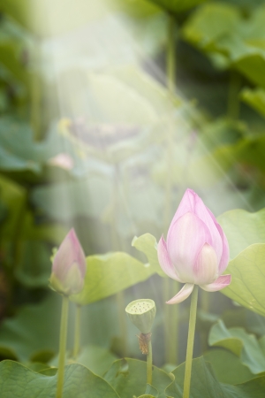 beautiful blooming lotus in summer morningの写真素材