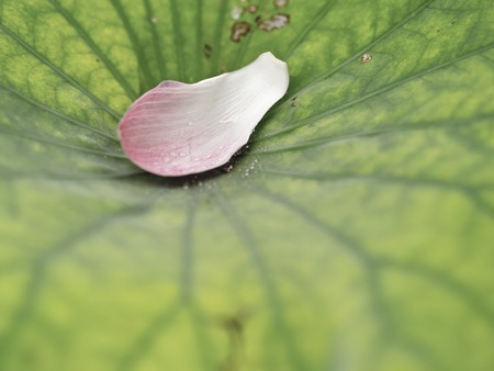 lotus, Fallen lotus petal with green leafの写真素材