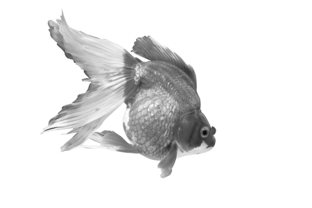 close view of Gold fish in black and whiteの写真素材