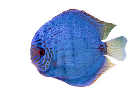 Spotted blue discus, freshwater fish native to the Amazon Riverの写真素材