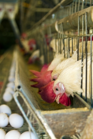 white chickens farmの写真素材