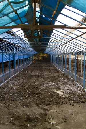 Indoor chicken farm with soil coveringの写真素材