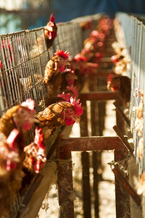 red chickens farm in cell sectionsの写真素材