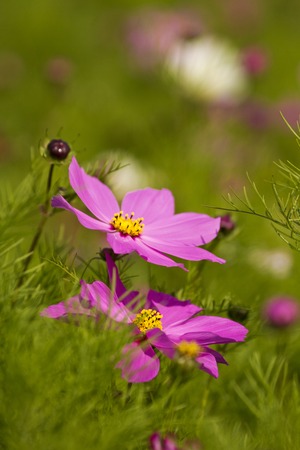 macro view of colorful beautiful bloom flower Cosmos bipinnatusの写真素材