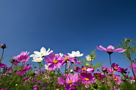 beautiful group field of bloom flowers Cosmos bipinnatus against clear blue skyの写真素材