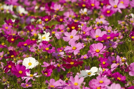 beautiful group field of bloom flowers Cosmos bipinnatusの写真素材