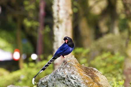 formosa blue magpie perch on stone,Urocissa caeruleaの写真素材