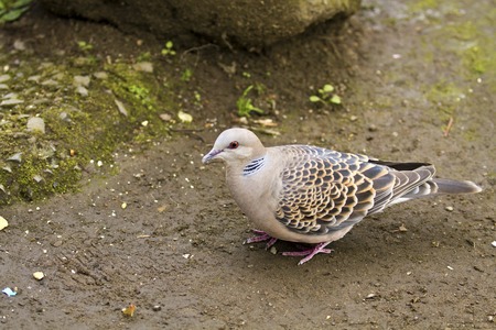 Oriental Turtle Dove perch on ground,Streptopelia orientailsの写真素材