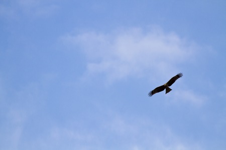 one eagle fly in the blue skyの写真素材