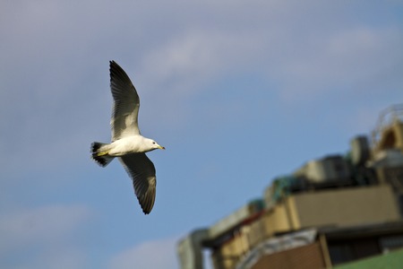 seagull (Larus crassirostris), soaring in the skyの写真素材