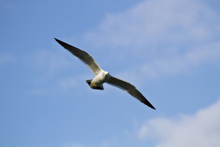 seagull (Larus crassirostris), soaring in the skyの写真素材