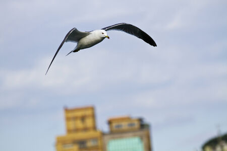 seagull (Larus crassirostris), soaring in the skyの写真素材