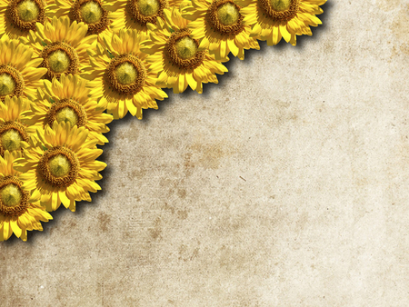 abstract sunflower backgroundの写真素材