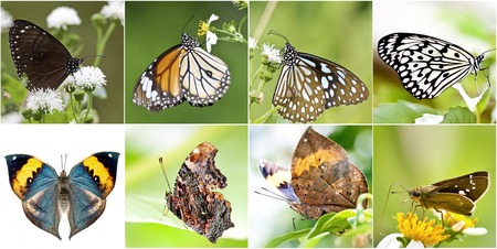 collection of butterfly at nature habitateの写真素材